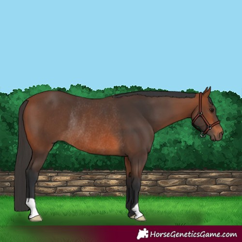 Horse Color:Bay Rabicano 