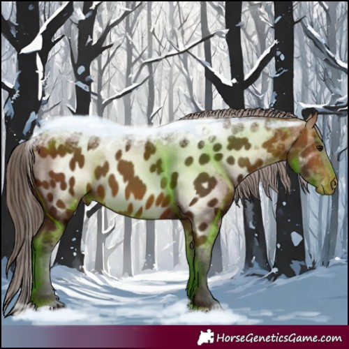 Horse Color:Bay Appaloosa 