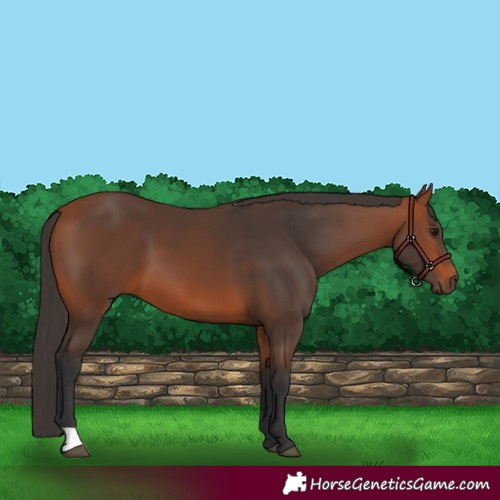 Horse Color:Bay 