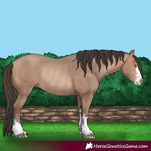 Horse Color:Amber Champagne Rabicano