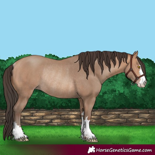 Horse Color:Amber Champagne Rabicano