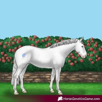 Horse Color:Cremello Dun 