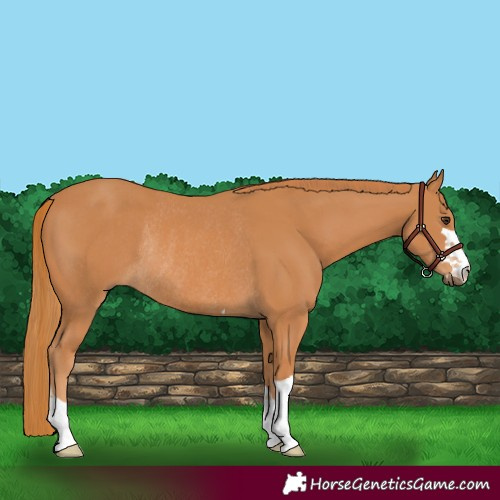 Horse Color:Chestnut Rabicano