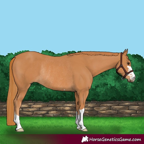Horse Color:Chestnut Rabicano 