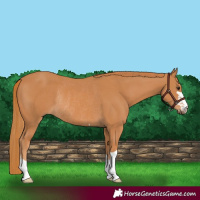 Horse Color:Chestnut Rabicano
