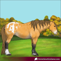 Horse Color:Buckskin Sabino Blanket 
