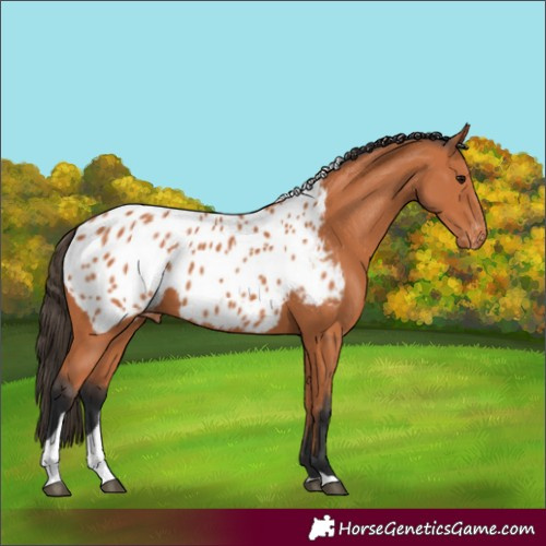 Horse Color:Bay Tobiano Appaloosa 