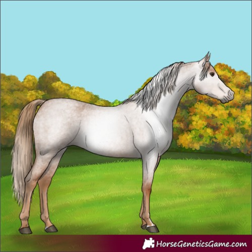 Horse Color:Gray Red Roan 