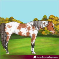 Horse Color:White Spotted Bay Appaloosa