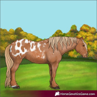 Horse Color:Chestnut Blanket Rabicano 