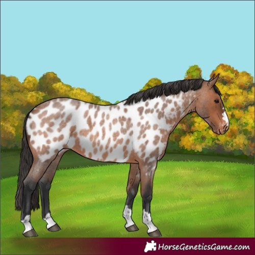 Horse Color:Bay Roan Appaloosa 