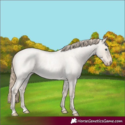 Horse Color:Smoky Creme Roan Dun 