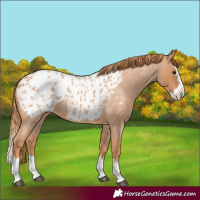 Horse Color:Red Roan Splash Appaloosa 