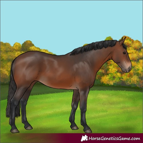 Horse Color:Brown 