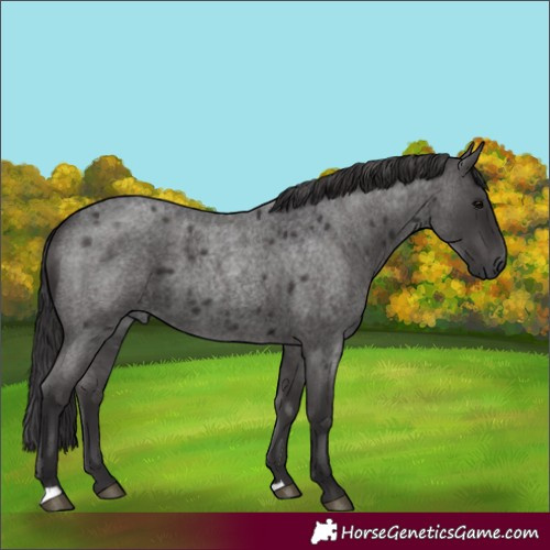 Horse Color:Smoky Blue Roan