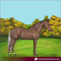 Horse Color:Silver Black