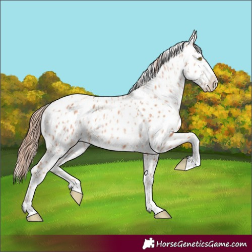 Horse Color:Gold Champagne Appaloosa and Gold Champagne Appaloosa