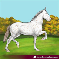 Horse Color:Gold Champagne Appaloosa  and Gold Champagne Appaloosa 