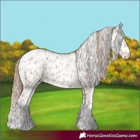 Horse Color:Gold Champagne Appaloosa  and Gold Champagne Appaloosa 