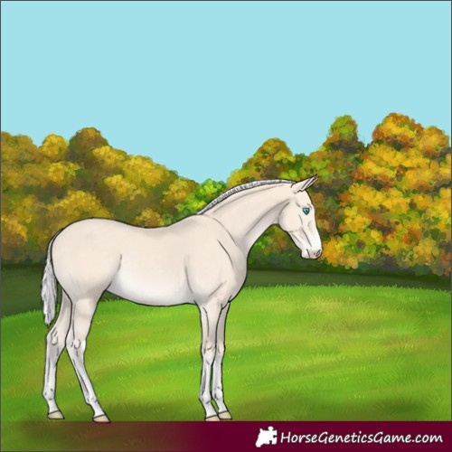 Horse Color:White Spotted Silver Perlino Rabicano 