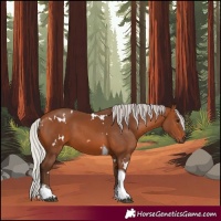 Horse Color:White Spotted Silver Bay Tobiano Rabicano 