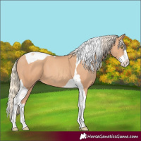 Horse Color:Gold Champagne Splash Tobiano 