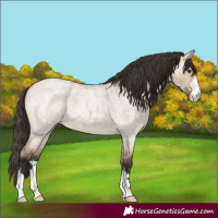 Horse Color:Bay Roan Dun