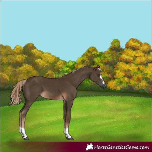 Horse Color:Unknown 