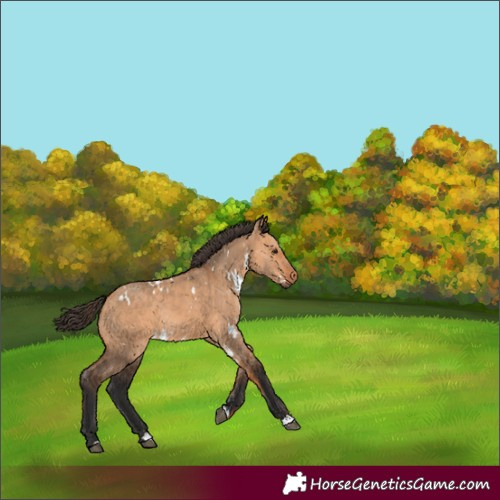 Horse Color:White Spotted Bay Dun Rabicano 