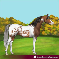 Horse Color:Bay Tobiano Frame Near Leopard Rabicano