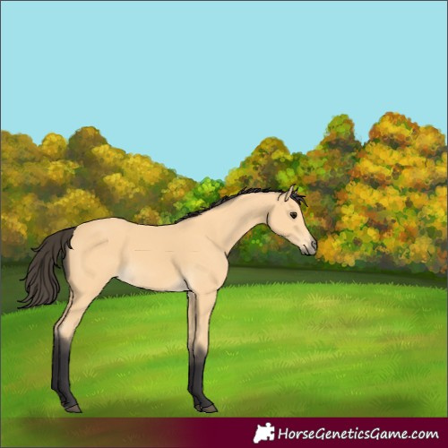 Horse Color:Unknown 