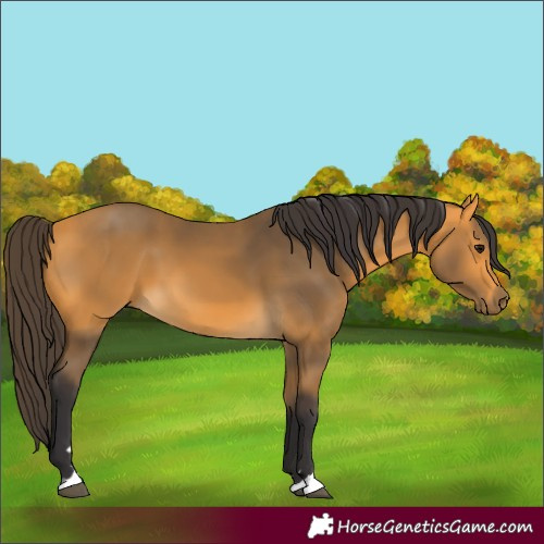 Horse Color:Unknown 