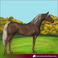 Horse Color:Gray Chocolate Palomino 
