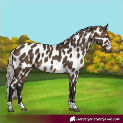 Horse Color:Unknown 