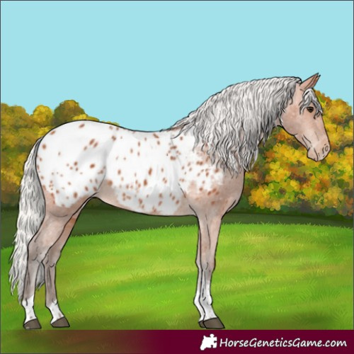Horse Color:Silver Bay Tobiano Appaloosa 