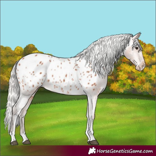 Horse Color:Silver Bay Tobiano Appaloosa 