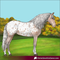 Horse Color:Silver Bay Tobiano Appaloosa