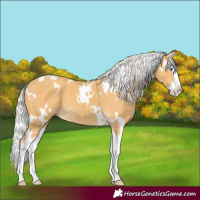 Horse Color:White Spotted Silver Classic Cream Champagne Splash 