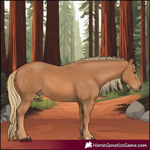 Horse Color:Chestnut 
