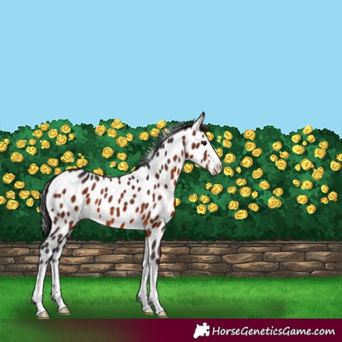 Horse Color:White Spotted Brown Appaloosa Rabicano 