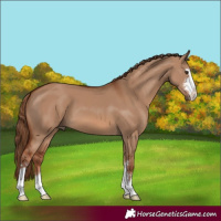 Horse Color:Red Dun 