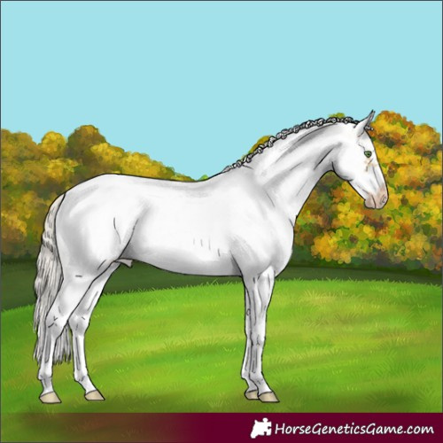 Horse Color:White Spotted Silver Classic Cream Champagne Roan Frame Rabicano 