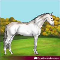 Horse Color:White Spotted Buckskin Frame 