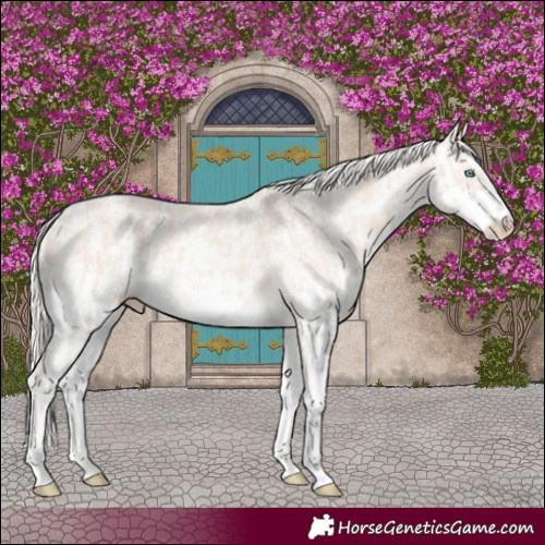 Horse Color:Cremello Sabino  and Cremello Sabino Rabicano 