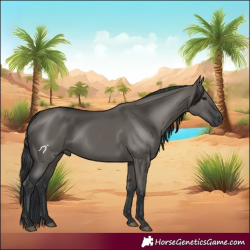 Horse Color:Grullo 