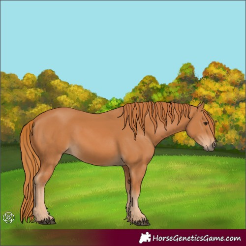 Horse Color:Chestnut 