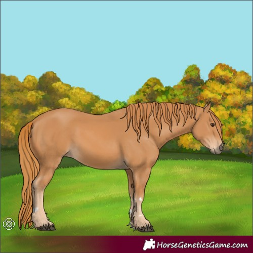 Horse Color:Chestnut Rabicano 