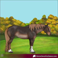 Horse Color:Liver Chestnut Tobiano Rabicano 