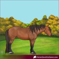 Horse Color:Bay 