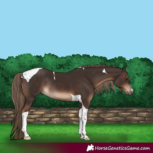 Horse Color:Liver Chestnut Tobiano Rabicano 